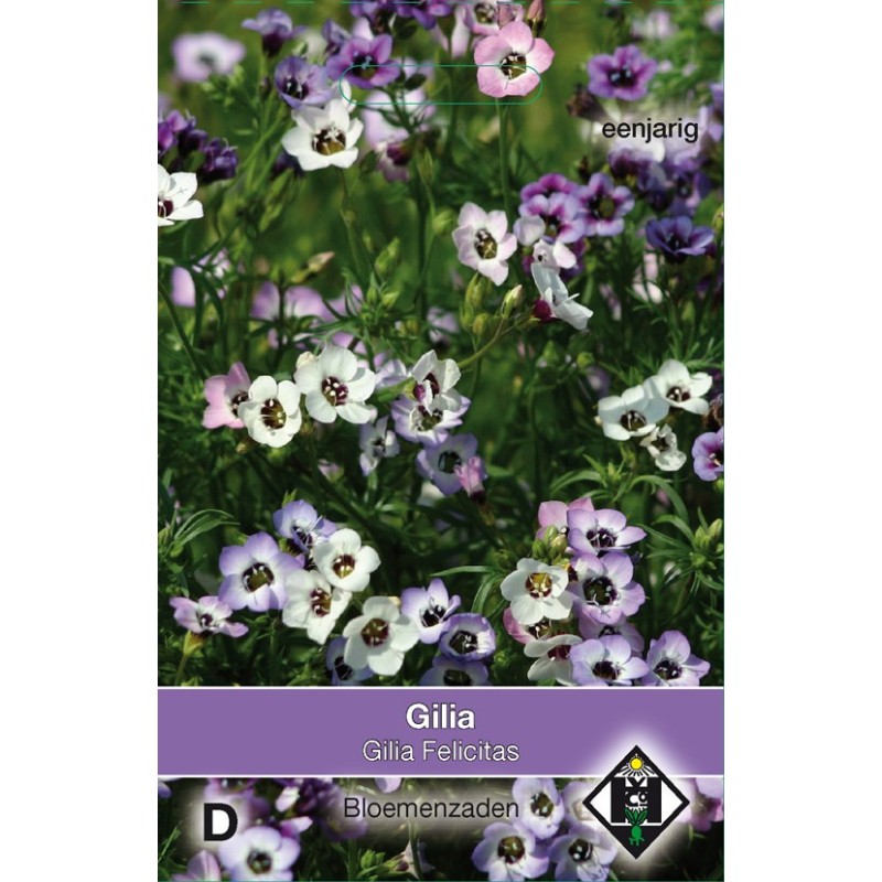 Gilia tricolor 'Felicitas' -zaden- Gilia tricolor 'Felicitas' -zaden-