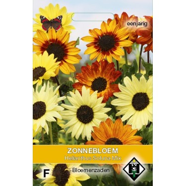 Helianthus debilis 'Soluna Mix' -zaden-