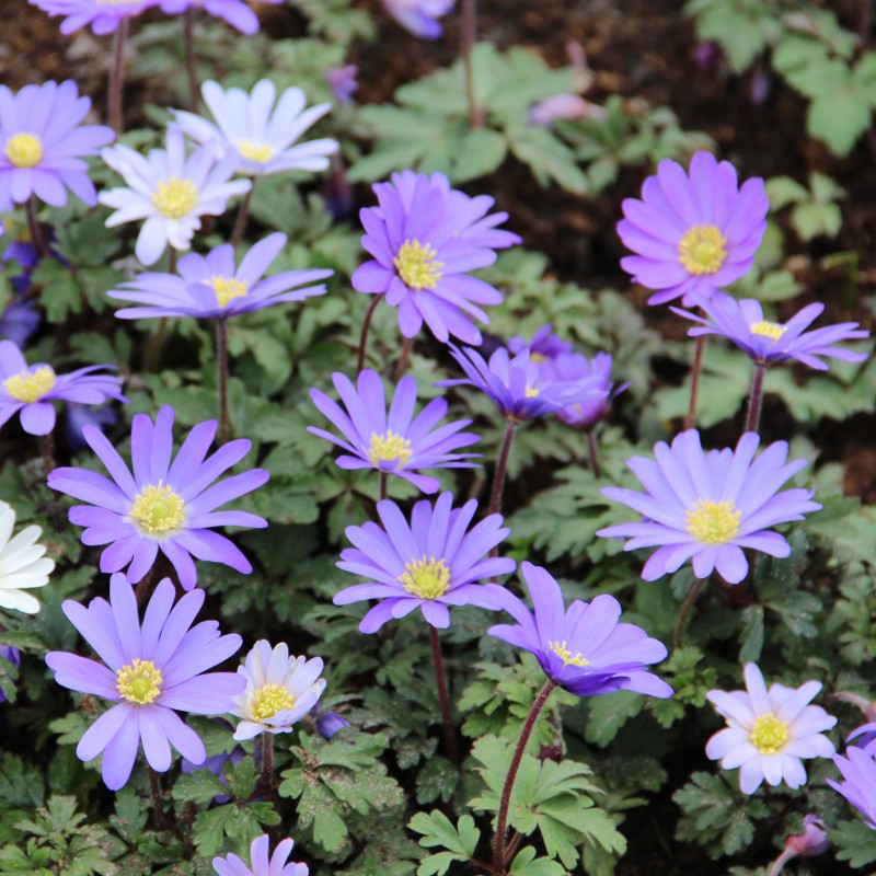 Anemone blanda 'Blue Shades' -grootverbruik- Anemone blanda 'Blue Shades' -grootverbruik-