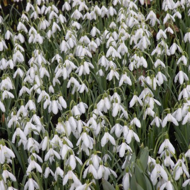 Galanthus nivalis -grootverbruik-