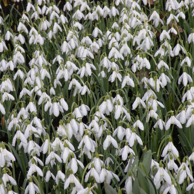 Galanthus nivalis -grootverbruik- Galanthus nivalis -grootverbruik-