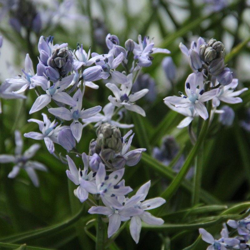 Hyacinthoides mauritanica Hyacinthoides mauritanica
