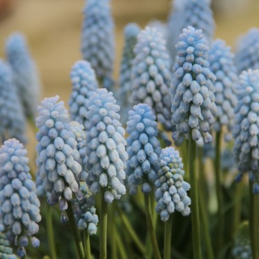 Muscari 'Baby's Breath'
