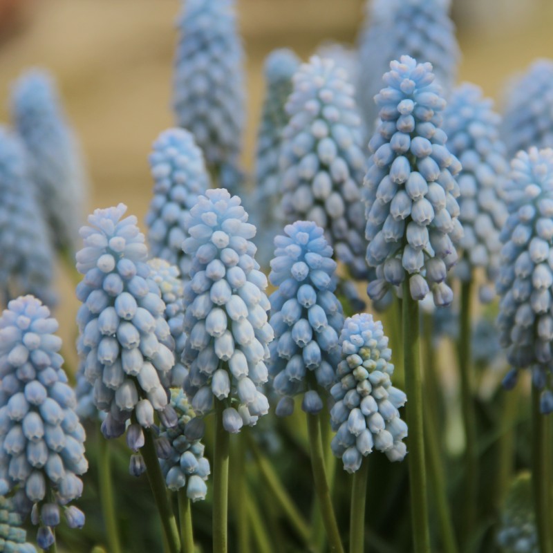Muscari 'Baby's Breath' Muscari 'Baby's Breath'