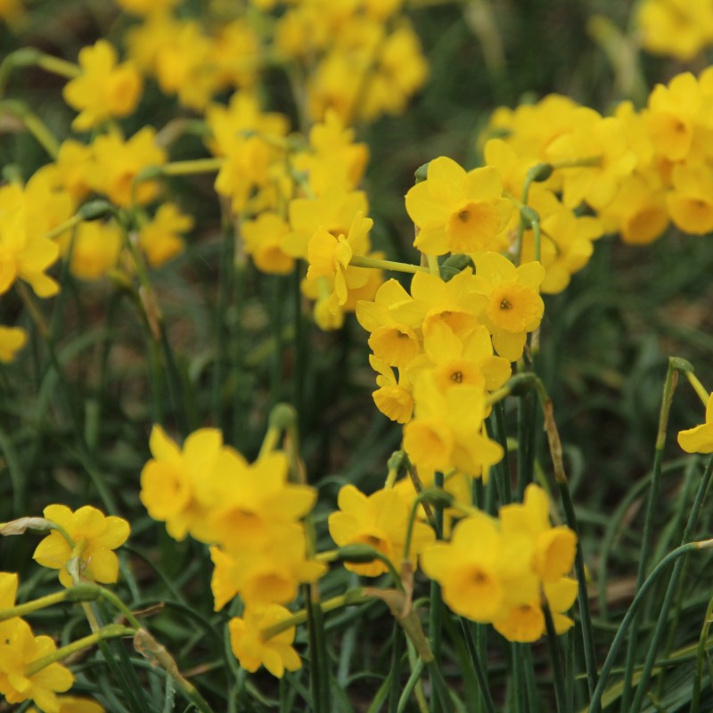 Narcissus 'More and More' Narcissus 'More and More'