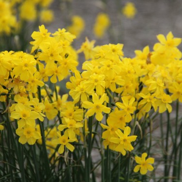 Narcissus cordubensis