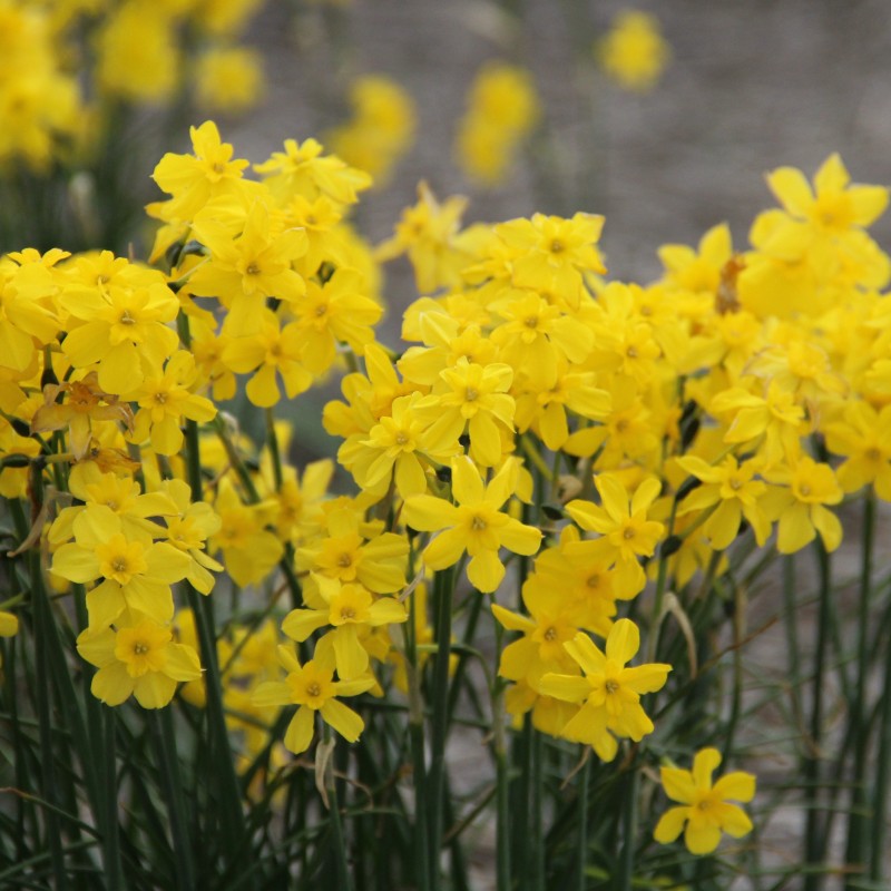 Narcissus cordubensis Narcissus cordubensis