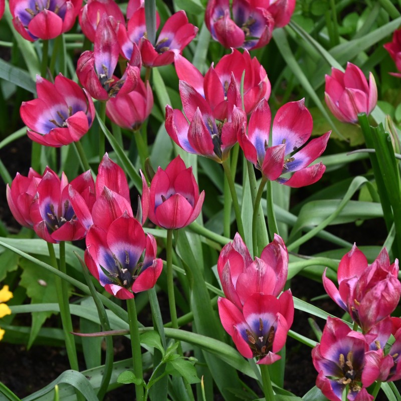 Tulipa 'Little Beauty' Tulipa 'Little Beauty'