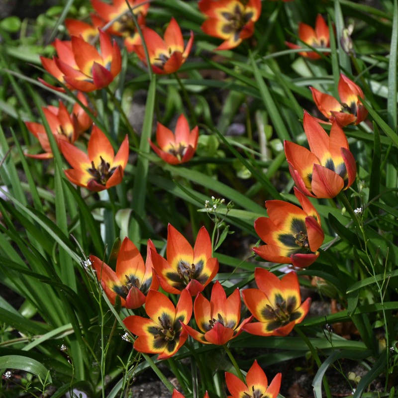 Tulipa 'Little Princess' Tulipa 'Little Princess'