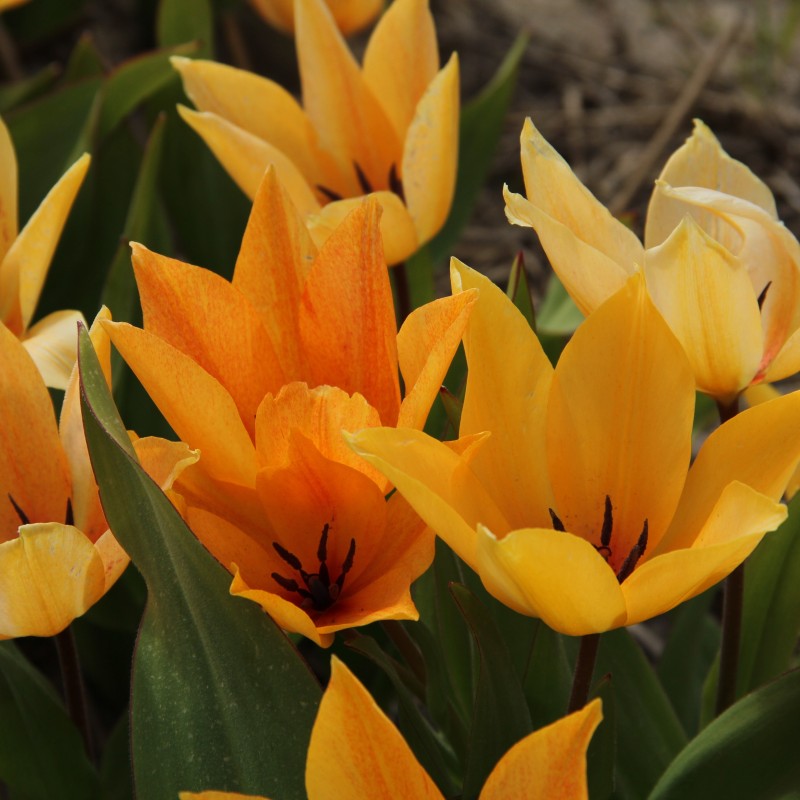 Tulipa praestans 'Shogun' Tulipa praestans 'Shogun'
