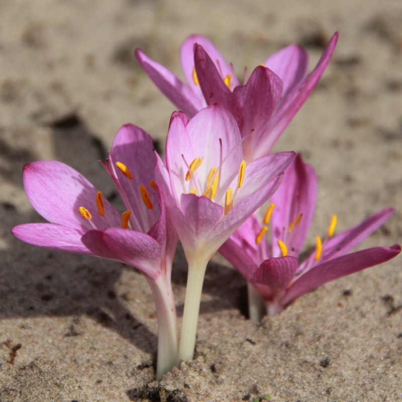 Colchicum cupanii var. pulverulentum Colchicum cupanii var. pulverulentum