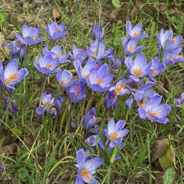 Crocus speciosus subsp. speciosus