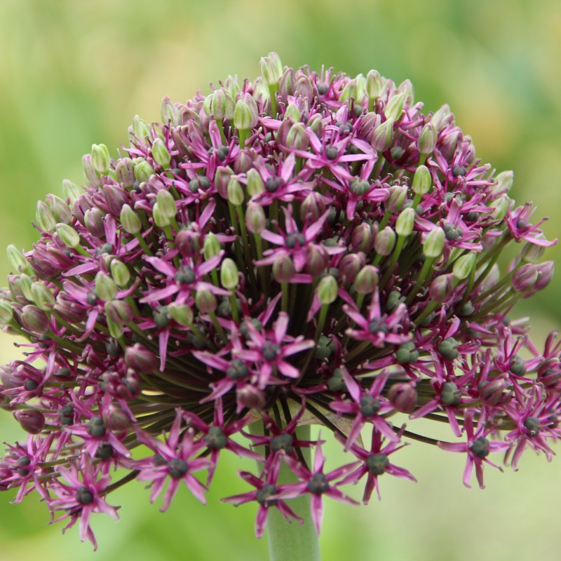 Allium 'Miami'