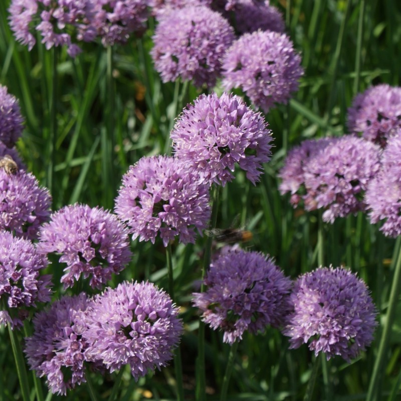 Allium angulosum 'Sara' Allium angulosum 'Sara'