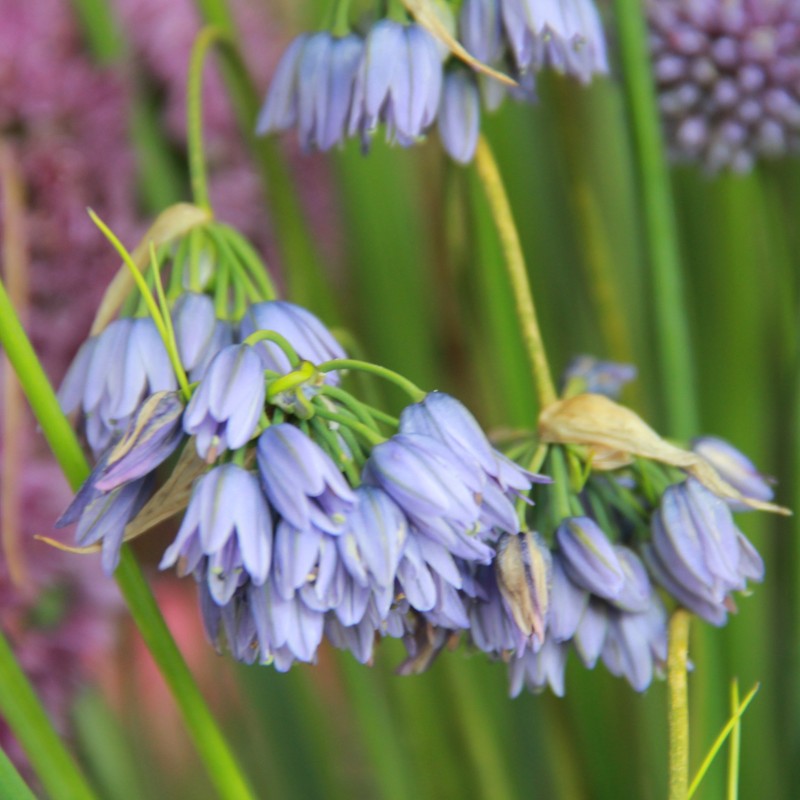 Allium beesianum Allium beesianum