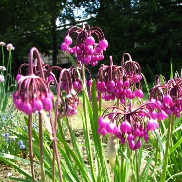 Allium cernuum 'Purple King'