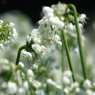 Allium cernuum 'White Master'