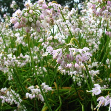Allium cernuum -White Max- 