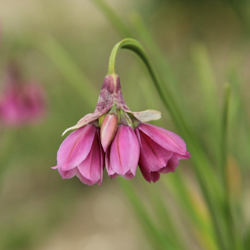 Allium insubricum
