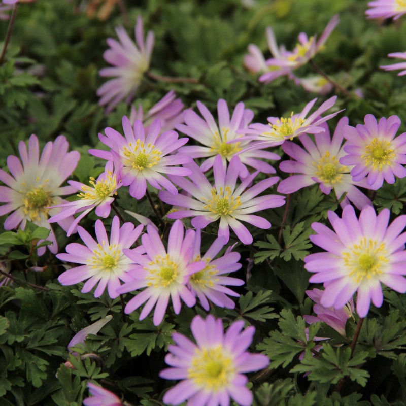 Anemone blanda 'Charmer' Anemone blanda 'Charmer'