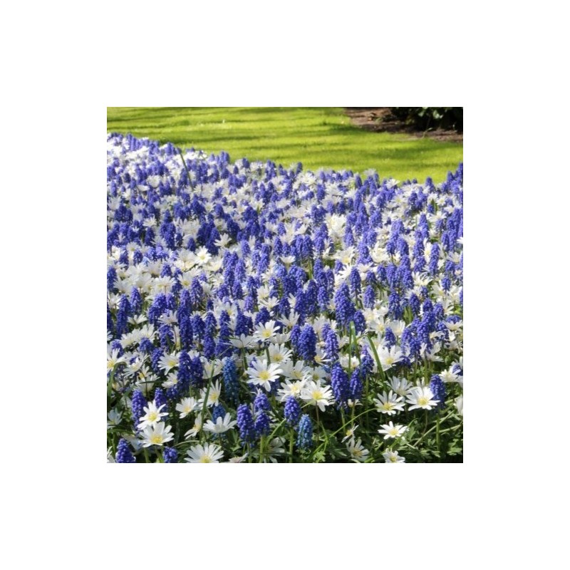Anemone blanda 'White Splendour' met Muscari aucheri 'Blue Magic' Anemone blanda 'White Splendour' met Muscari aucheri 'Blue Magic'
