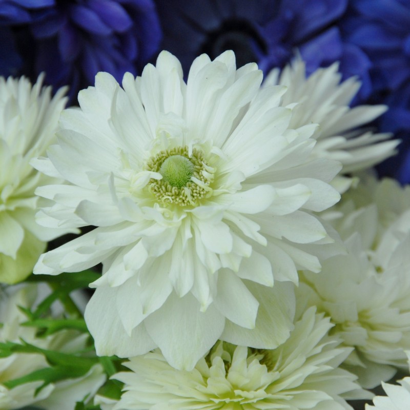 Anemone coronaria 'Mount Everest' Anemone coronaria 'Mount Everest'