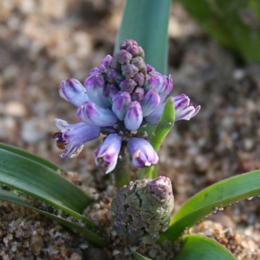 Bellevalia cyanopoda
