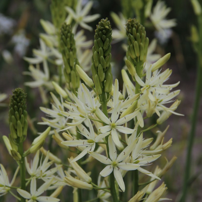 Camassia leichtlinii 'Sacajawea' Camassia leichtlinii 'Sacajawea'