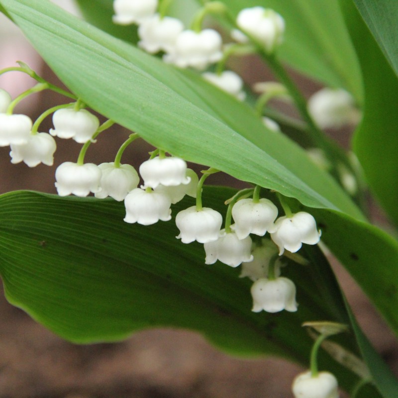 Convallaria majalis 'Bridal Choice'