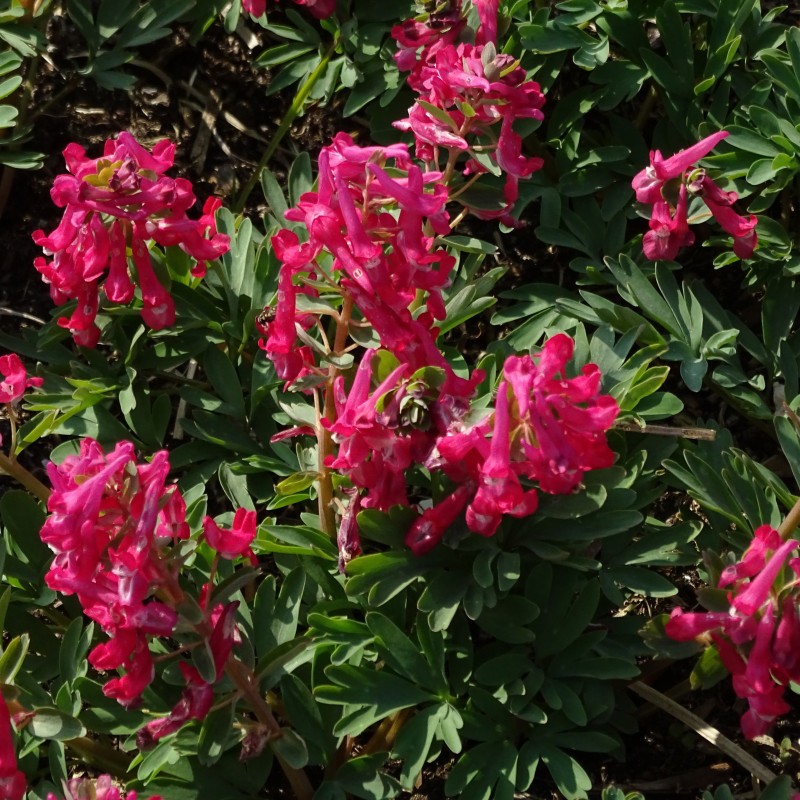 Corydalis solida 'Cantate'