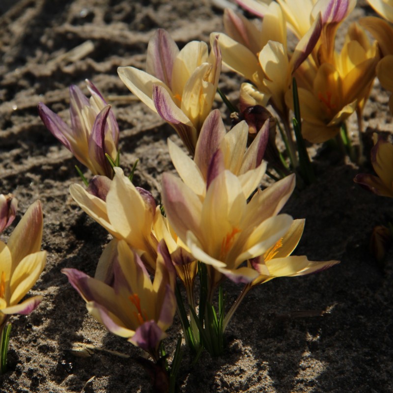 Crocus angustifolius 'Bronze Form' Crocus angustifolius 'Bronze Form'