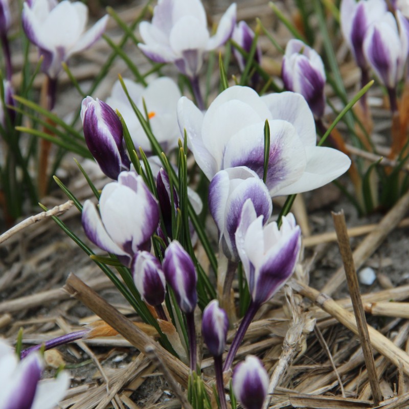 Crocus chrysanthus 'Ladykiller' Crocus chrysanthus 'Ladykiller'