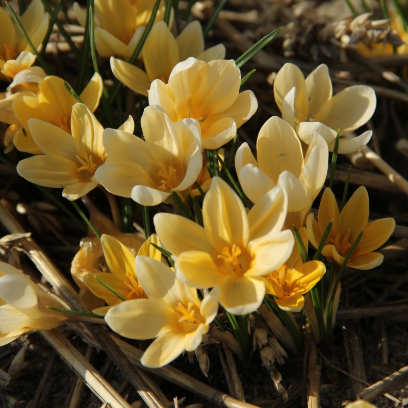 Crocus chrysanthus 'Romance' Crocus chrysanthus 'Romance'