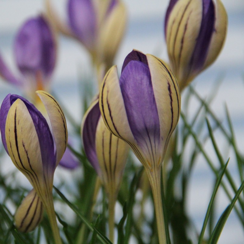 Crocus imperati subsp. imperati 'De Jager' Crocus imperati subsp. imperati 'De Jager'