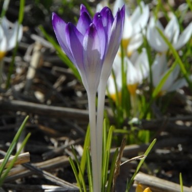 Crocus tommasinianus 'Pictus'