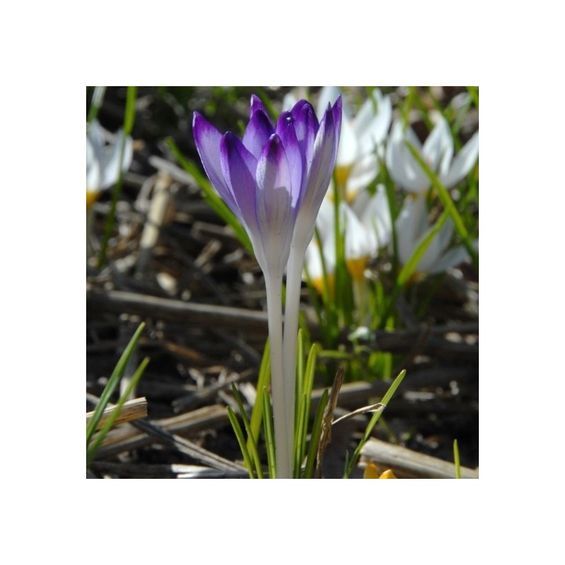 Crocus tommasinianus 'Pictus' Crocus tommasinianus 'Pictus'