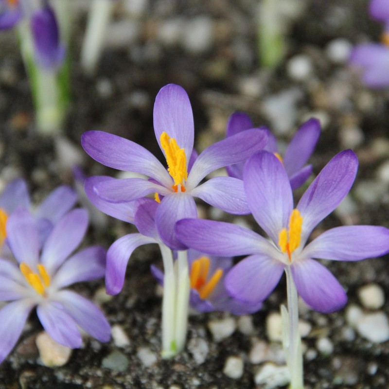 Crocus tommasinianus 'Whitewell Purple' Crocus tommasinianus 'Whitewell Purple'