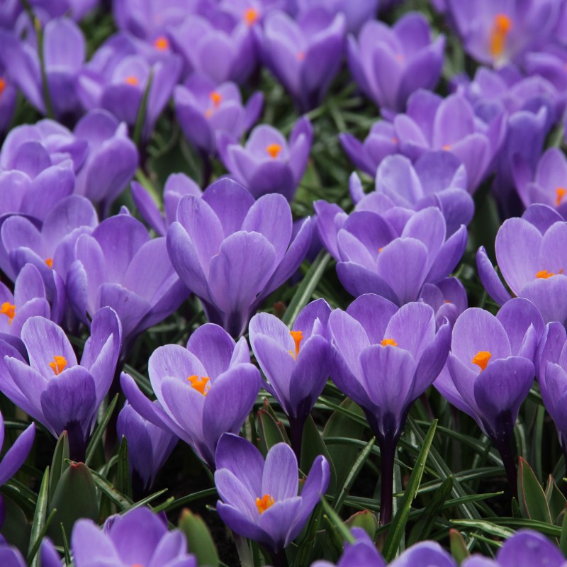 Crocus vernus 'Grand Maitre' Crocus vernus 'Grand Maitre'