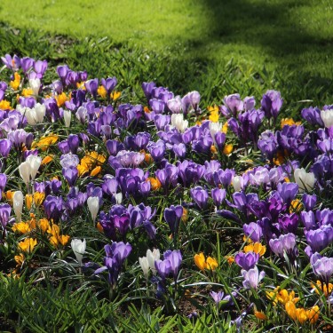 Crocus vernus -gemengd- 