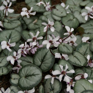 Cyclamen coum subsp. coum 'Album' -Silver leaf-