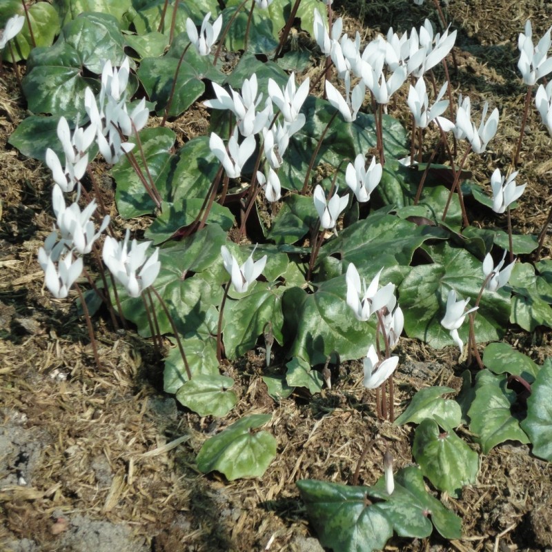 Cyclamen repandum subsp. peloponnesiacum 'Album' Cyclamen repandum subsp. peloponnesiacum 'Album'