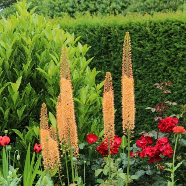 Eremurus 'Cleopatra'