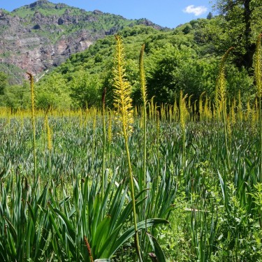 Eremurus fuscus