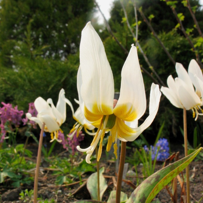 Erythronium caucasicum Erythronium caucasicum