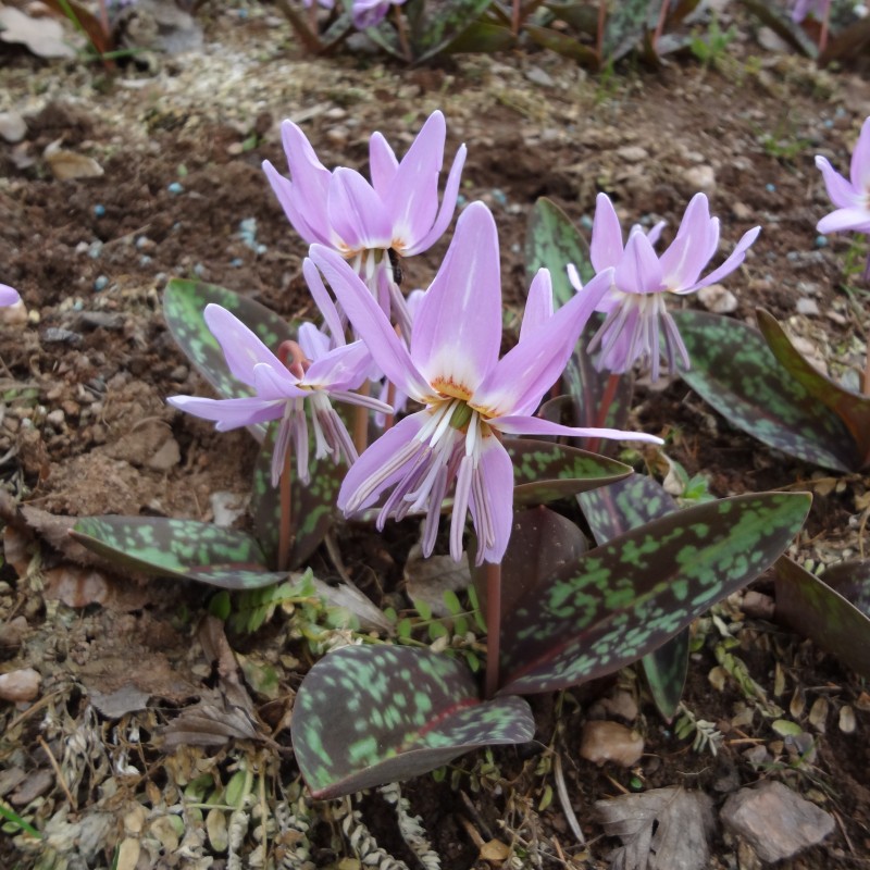 Erythronium dens-canis 'Moerheimii' Erythronium dens-canis 'Moerheimii'