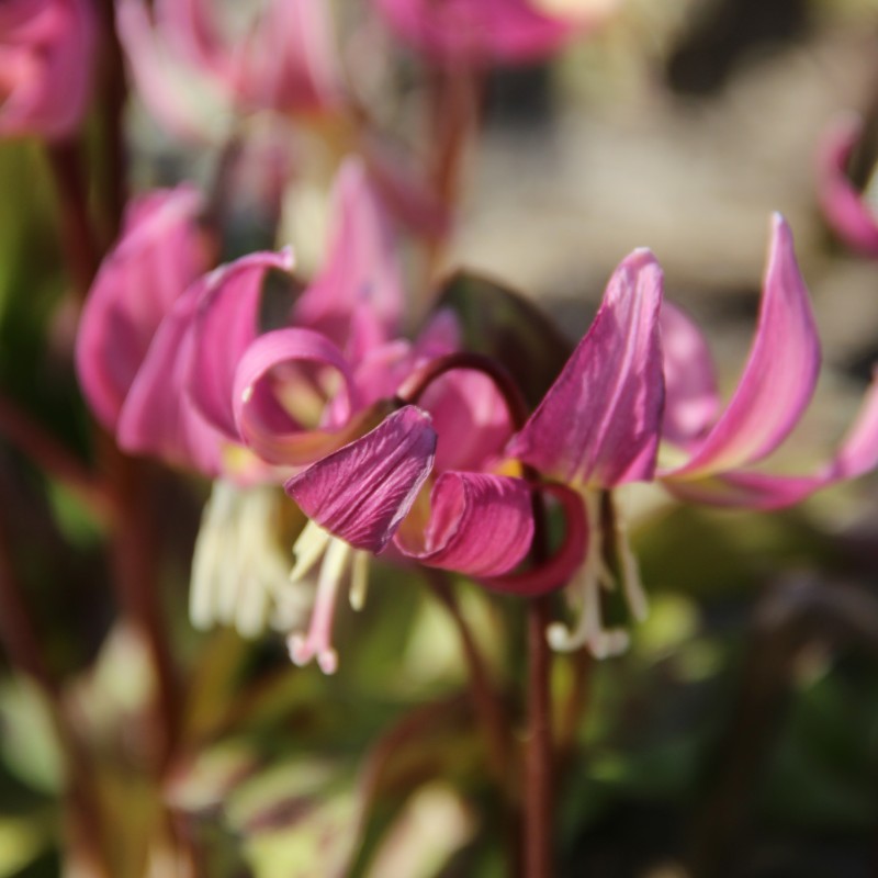 Erythronium x revolutum ‘Grand Old Man’ Erythronium x revolutum ‘Grand Old Man’