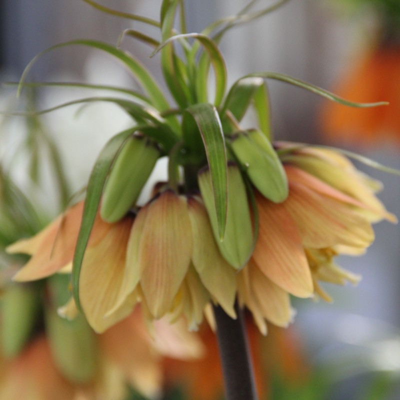 Fritillaria 'Early Fantasy' Fritillaria 'Early Fantasy'