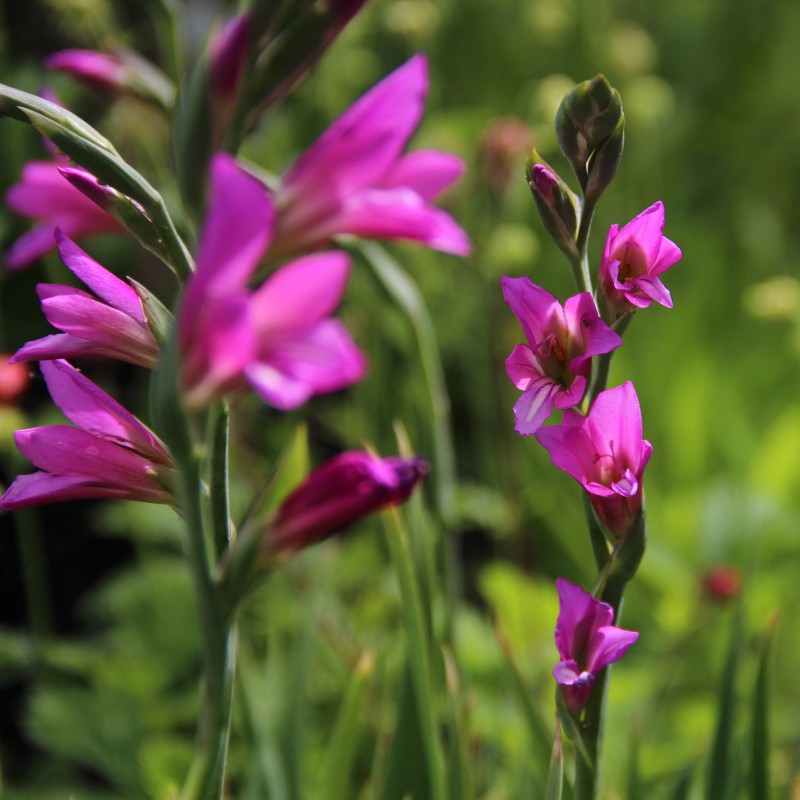 Gladiolus communis subsp. byzantinus Gladiolus communis subsp. byzantinus