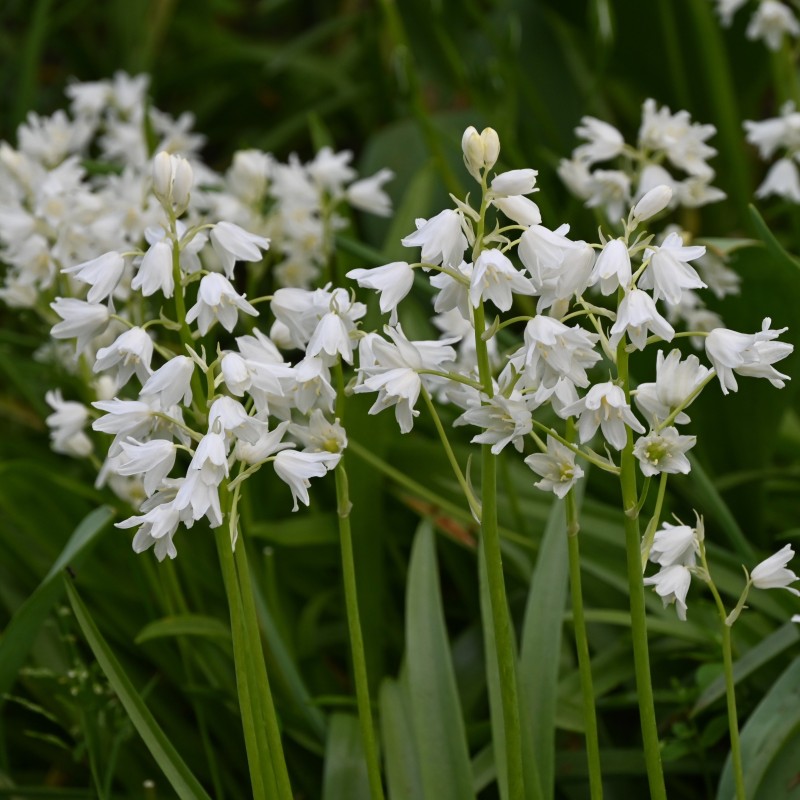 Hyacinthoides hispanica 'Alba Maxima' 