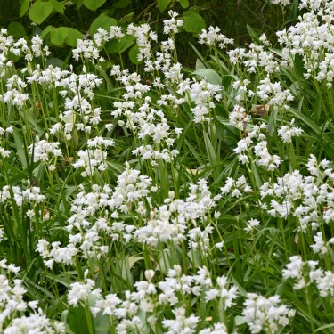 Hyacinthoides hispanica 'Alba Maxima' 